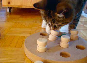 Spielende Katze