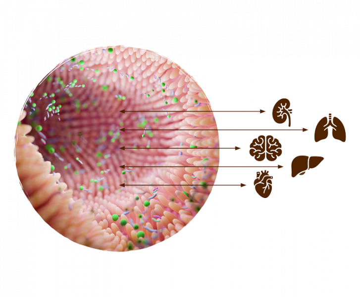 Illustration des Mikrobioms